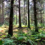 instagram_bushcraft_alli_4