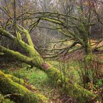 instagram_bushcraft_alli_5