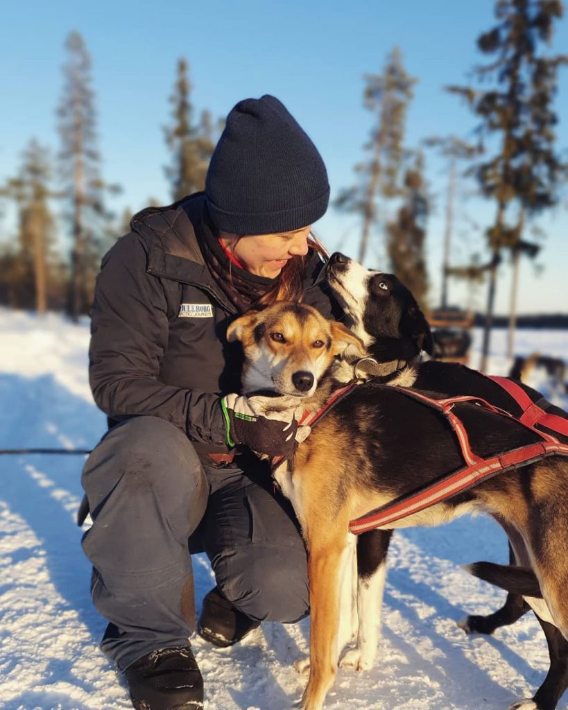 dog on sled